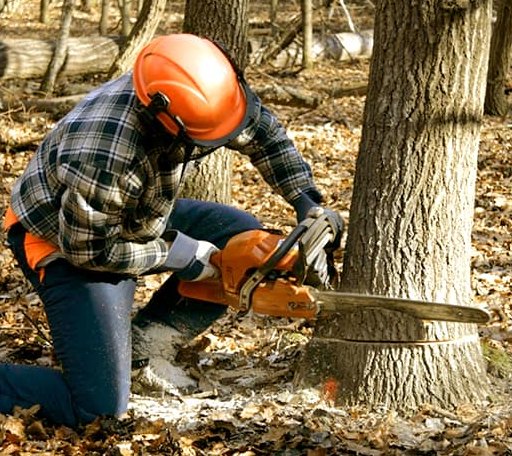 Tree Removal in Stennis Space Center, MS